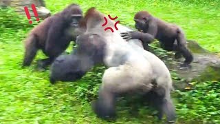 D'jeeco Upset with His Wives for Ignoring the Kids—Jabali Steps In to Calm Him Down!迪亞哥不滿老婆們不照顧孩子