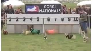 Hilarious Corgi race at the Corgi Nationals