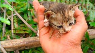 猛禽類に追われていた3匹の子猫を救う