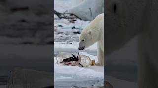 Polar bears brave rescue of injured penguin trapped in plastic bottle touches hearts.