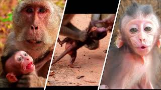 All Baby Monkeys Kidnapped of The Year 2021 By Monkey Tara​