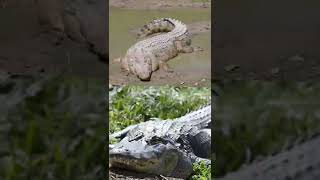 Saltwater Crocodile VS American Alligator #shorts #animals #wildlife #crocodile #alligator