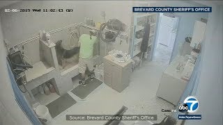 Caught on camera: Dog groomer arrested following alleged abuse I ABC7