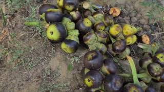 பனைமரத்தில் ஏறி நுங்கு வேட்டை #iceapple#drink#palmtree#zerooworld#palmyapalm#outing#sighting#cute