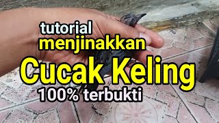 Tutorial/cara menjinakkan burung cucak keling. terbukti nyata