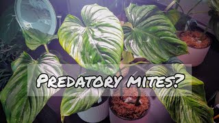 Predatory Mites and Ecuagenera \u0026 Ecuagenera US unboxings