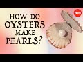 How do oysters make pearls? - Rob Ulrich
