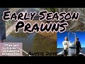 Prawning RiverHeads Queensland, Tips, Tricks, Castnetting. #prawns #castnet #fishing