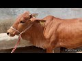 sahiwal cow sahiwal nasal ki gay साहिवाल गाय के बारे में जानकारी technical tejasvi kisan