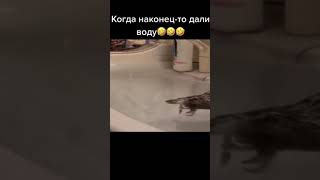 Когда дали воду🤣🤣🤣 #немоë