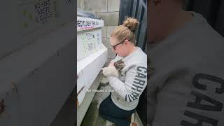 Kittens Rescued from Behind Dumpster #kittenrescue #kitten #rescue #catrescue #animalrescue #cat