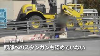 2，畜産動物の国際基準！　屠殺場でトラックから豚をおろす時、スタンガン、電気式道具は、非常時のみ使用！頭部へのスタンガンも認めていない　怖がって固まると・・・