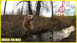 So Many Sniffs at Brennan Park in Auburn Washington! Relaxing Music & Virtual Dog Walk