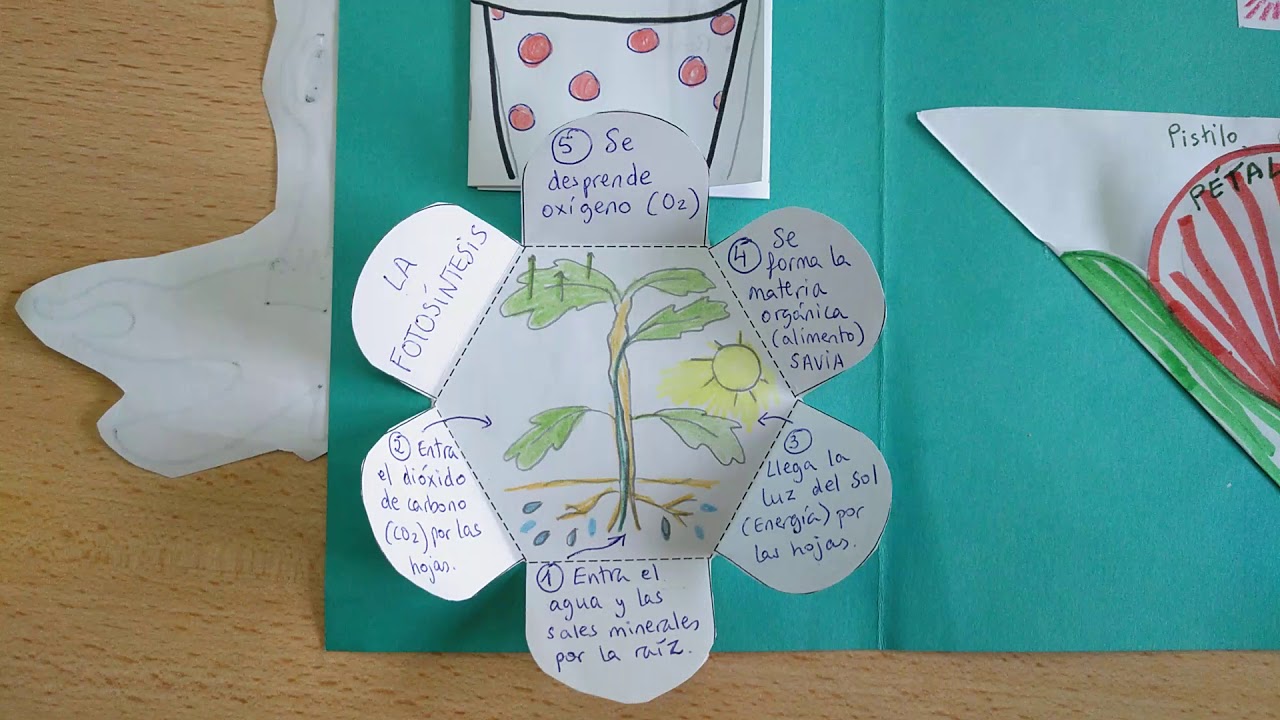 Lapbook Las Plantas - YouTube