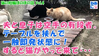 352【猫の短編ほのぼの話 Vol.4】夫と息子は空手の有段者。テーブルを挟んで一触即発状態に！すると猫がやって来て・・・