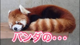 【動物の雑学】レッサーパンダの生態