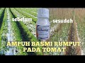 herbisida selektif untuk tomat paling ampuh / review herbisida semacor paling lengkap