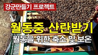 월동중 산란받기 실험군 축소 및 보온, 월동없이 벌 키우기, 봄벌깨우기 #월동축소