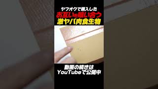 【衝撃映像】ヤフオクで購入したお互いを喰い合う激ヤバ肉食生物 #ペット #おすすめ #fyp