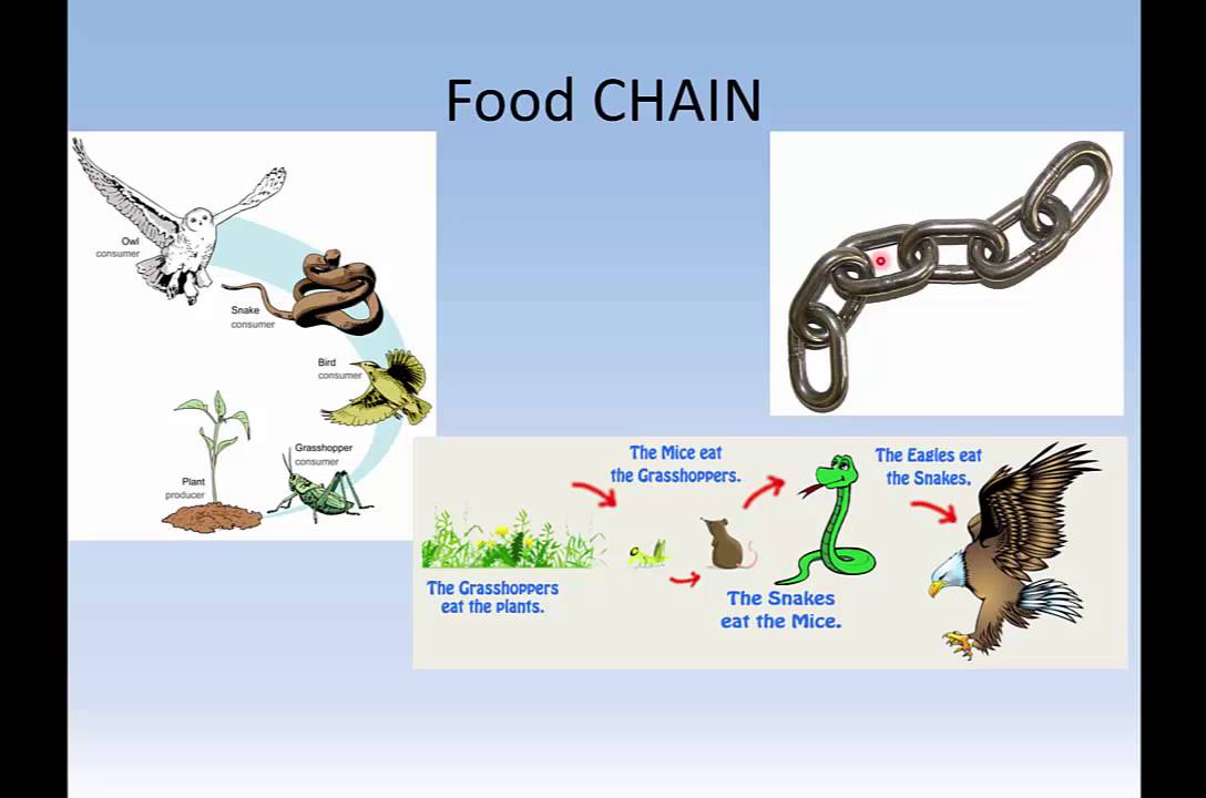 Food Webs To Food Chains - YouTube