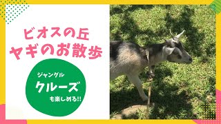 沖縄ビオスの丘でジャングルクルーズ🌴ヤギ散歩🐐子供と一緒に沖縄の動植物を満喫