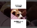 犬の寿命を伸ばす方法3選5 可愛い 長寿命 犬のいる生活 longlife health for dog