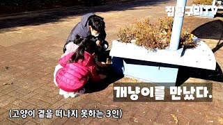 브이로그 :) 살구꽃 공원에서 길고양이(개냥이)를 만났어요.