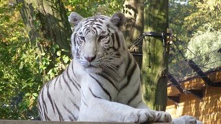 Good Morning With Tiger🐅 Wishes Greetings Images Photos Pictures WhatsApp Video message #6