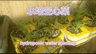 庭院种植之水培空心菜( DIY hydroponic water spinach)没地也可以种植空心菜，简单自制空心菜水培盒。