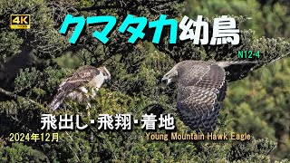 クマタカ幼鳥（飛出し・飛翔・着地シーン）2024年12月(N12-4)