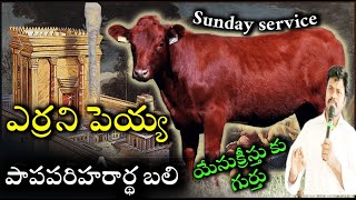 🐂 ఎర్రని పెయ్య గురించి మర్మం ||Red heifer sacrifice Jesus Christ sacrifice ||Pastor Varaprasad