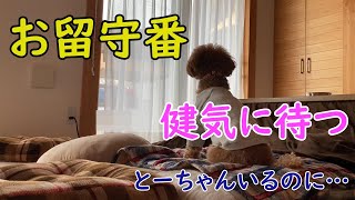 とーちゃんを無視してママを待つ【トイプードルのサラ】