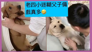 老四小迷糊直播片段2021-11-18💕Labrador seven#拉布拉多 #老四