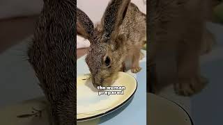 Otter brings injured rabbit to humans for help#youtubeshorts #shorts #animals #healing #rescue #cute