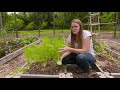 harvesting fennel and using it in a fennel and grape salad