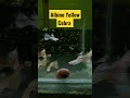 AKUARIUM ( IKAN GUPPY ALBINO YELLOW COBRA ) #shorts