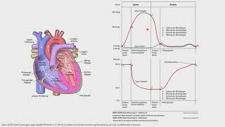 Physiologie - Änderung von Druck und Volumen während der Herzaktion