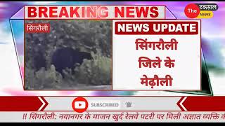 सिंगरौली के मेढौली में मुख्य मार्ग के जंगल में दिखा भालू ।।Bear seen in the forest of the main road