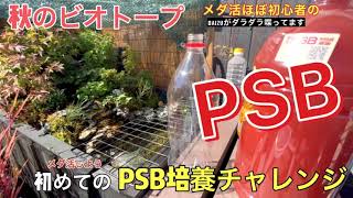 メダ活］初めてのPSB培養チャレンジ[秋のビオトープ]