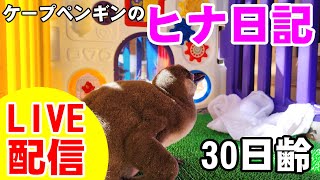 【LIVE配信】ケープペンギンのヒナ日記㉚【劇団ペンターズ】＃ペンギン #雛鳥 #動物