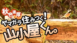 【山小屋】週末田舎暮らし。かわいい野鳥のヤマガラがやって来た！