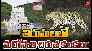 Leopard Hulchul In Tirumala : తిరుమలలో మరోసారి చిరుత కలకలం | Tirumala Tirupati | 6TV