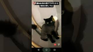 ガーシーの猫(=^_^=)ネロ～