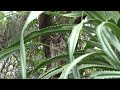 長耳鴞 long eared owl