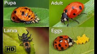 Life cycle of a Ladybug HD || Ladybug life cycle || From eggs to adults || By Hugs of life ||
