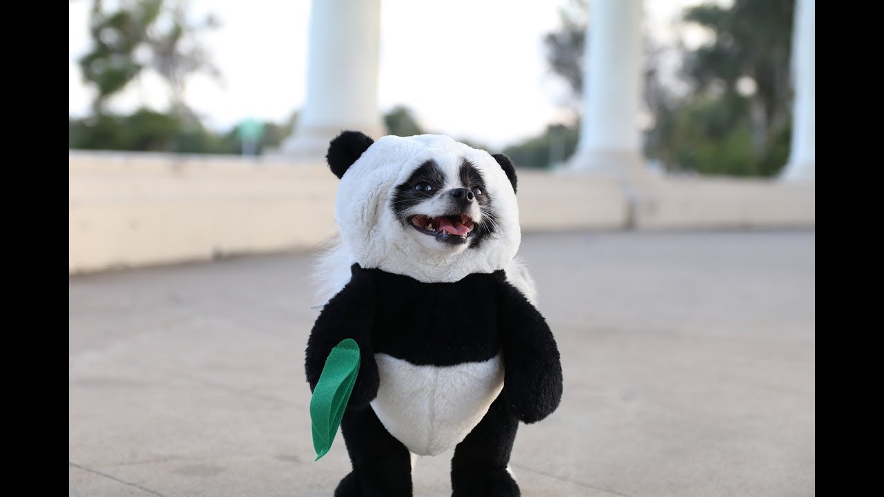 Pandaloon Panda Puppy Dog Costume AS SEEN ON SHARK TANK! - YouTube