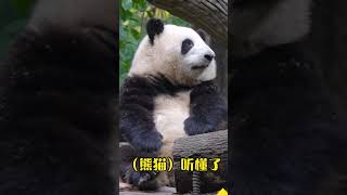 #熊猫听懂四川话系列 #大熊猫和花 ：怎么办！有一点点尴尬……#国宝