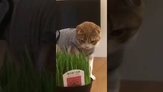 初めての猫草を食べた猫はこちらです、、#Shorts