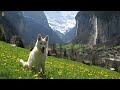 Most beautiful places in Switzerland - Dandelion time Lauterbrunnen 4K
