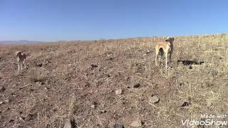 Galgos y liebres , dog vs rabbit , shikar khargosh , tazi  2020 octراو تانجی و کەروێشک سلوقی